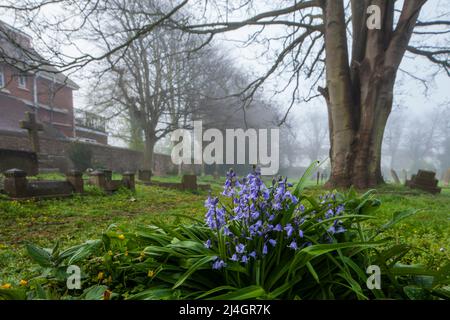 Nebliger Frühlingsmorgen auf dem Kirchhof in Southwick, West Sussex, England. Stockfoto