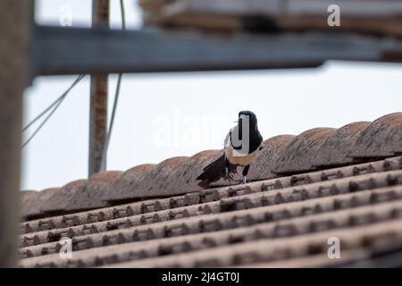 Eine wunderschöne schwarz-weiße eurasische Elster (oder Pica pica), mit einem seltenen krummen Schnabel, die auf den Dachziegeln läuft und mich anschaut. Stockfoto