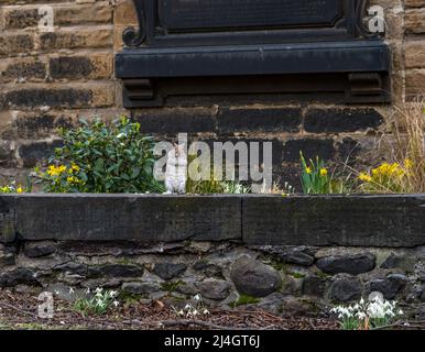 Ein graues Eichhörnchen (Sciurus carolinensis), das auf einem alten Friedhof aufsteht und Frühlingsblumen isst, Edinburgh, Schottland, Großbritannien Stockfoto