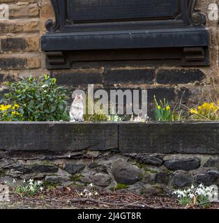 Ein graues Eichhörnchen (Sciurus carolinensis), das auf einem alten Friedhof aufsteht und Frühlingsblumen isst, Edinburgh, Schottland, Großbritannien Stockfoto