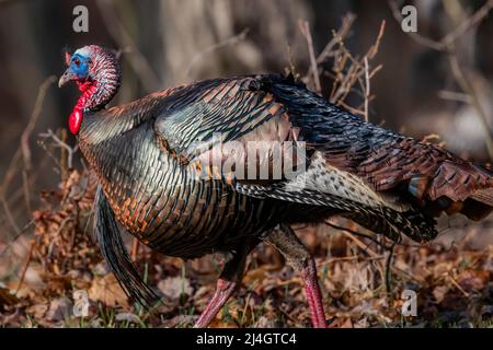 Die wilde Türkei, Meleagris gallopavo, zieht sich in einem Wohngebiet in Zentral-Michigan, USA, um Stockfoto