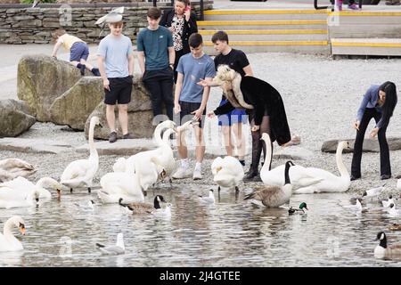 Lake District Cumbria 15. April 2022 UK.UK Wetter Bedeckter Tag Lake Windermere. Bowness Bay .als Handwerk aller Größen auf dem See & Touristen füttern die lokalen Schwäne, Osterwochenende Kredit: Gordon Shoosmith/Alamy Live News Stockfoto