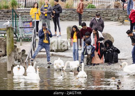 Lake District Cumbria 15. April 2022 UK.UK Wetter Bedeckter Tag Lake Windermere. Bowness Bay .als Handwerk aller Größen auf dem See & Touristen füttern die lokalen Schwäne, Osterwochenende Kredit: Gordon Shoosmith/Alamy Live News Stockfoto