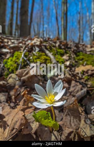 Bloodroot, Sanguinaria canadensis, blüht in einem Laubwald, bevor der Baum den Waldboden beschattet, Michigan, USA Stockfoto