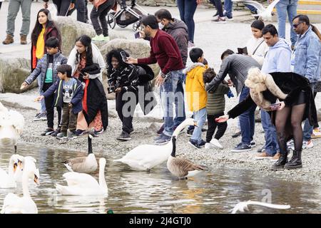 Lake District Cumbria 15. April 2022 UK.UK Wetter Bedeckter Tag Lake Windermere. Bowness Bay .als Handwerk aller Größen auf dem See & Touristen füttern die lokalen Schwäne, Osterwochenende Kredit: Gordon Shoosmith/Alamy Live News Stockfoto