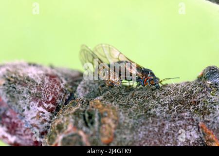 Cacopsylla melanoneura ist ein Insekt der Familie der Psyllidae. Der Schädling von Apfelbäumen und gilt als der Hauptvektor der Phytoplasma-Krankheit. Stockfoto