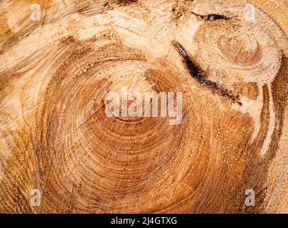 Natur Hintergrund oder Textur Detail durch Sägen Fichtenstumpf Stockfoto