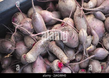 Frisch geerntete Bio-Rote Beete in einer Black Box. Nahaufnahme Stockfoto