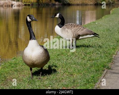 Branta canadensis, Kanadagänse am Bude-Kanal, Cornwall, Großbritannien Stockfoto