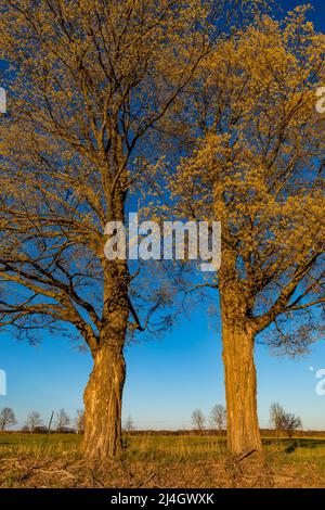 Sugar Aples, Acer saccharum, mit Blumen und Blättern, die an einer Landstraße im Zentrum von Michigan, USA, entstehen Stockfoto