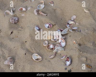 Crepidula fornicata, gewöhnliche Slipper-Limpet-Muscheln, die am Strand gewaschen wurden, Dorset, Großbritannien Stockfoto