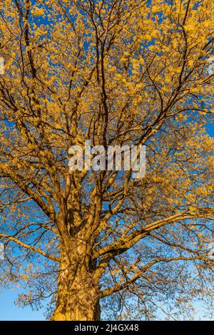 Sugar Aples, Acer saccharum, mit Blumen und Blättern, die an einer Landstraße im Zentrum von Michigan, USA, entstehen Stockfoto