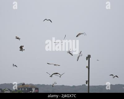 Möwen im Flug, Mudeford Quay, Dorset, Großbritannien Stockfoto