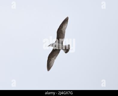 Junge europäische Heringsmöwe Larus argentatus in der Flucht, Dorset, Großbritannien Stockfoto