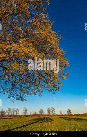 Sugar Aples, Acer saccharum, mit Blumen und Blättern, die an einer Landstraße im Zentrum von Michigan, USA, entstehen Stockfoto