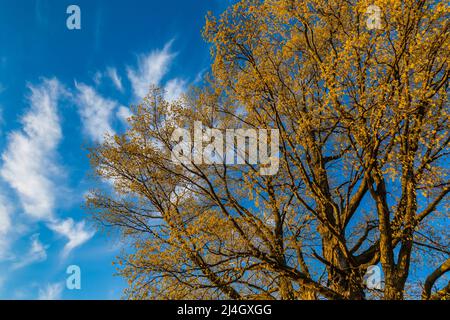 Sugar Aples, Acer saccharum, mit Blumen und Blättern, die an einer Landstraße im Zentrum von Michigan, USA, entstehen Stockfoto