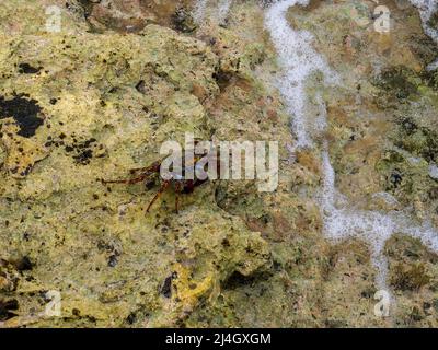 Marmorsteinkrabbe oder Runner Crab Pachygrapsus marmoratus Stockfoto