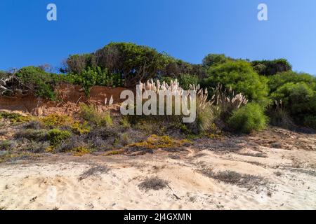 Praia de Wal do Lobo, Algarve Portugal Stockfoto