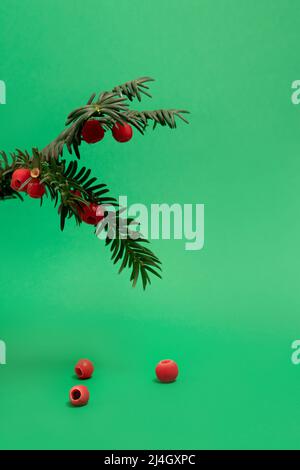 Eibenzweig mit roten Beeren auf grünem Hintergrund Stockfoto