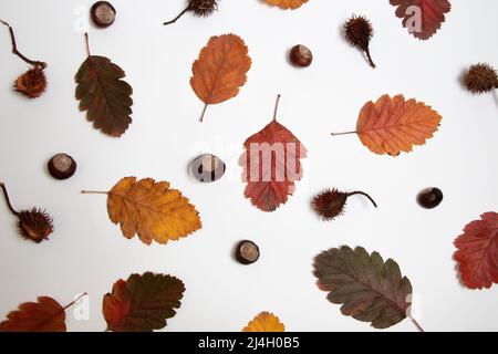 Herbstblätter und Rosskastanien flach Lay-Muster Stockfoto