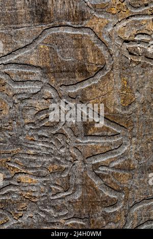 Galerien, die auf einem Hartholzstamm verblieben, in denen eine Flatheaded Wood Borer, Dicera spp., Larve das Phloem, Michigan, USA, verschlang Stockfoto