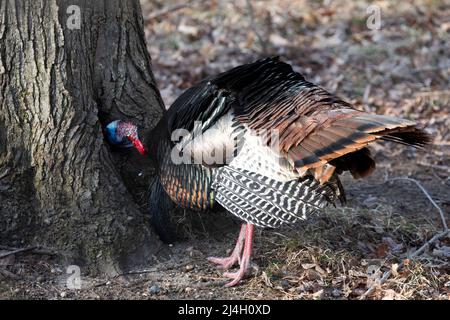 Wild Turkey, Meleagris gallopavo, tom, der im Wald in Central Michigan, USA, nach Masten pfisst Stockfoto