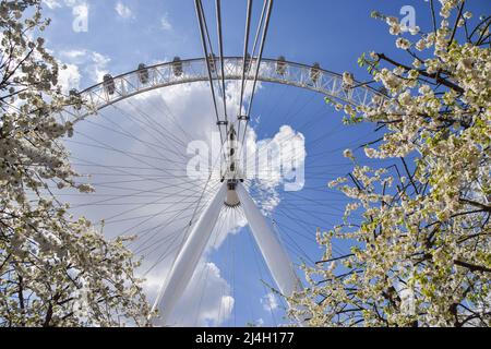 London, Großbritannien, 15.. April 2022. Blühende weiße Kirschbäume neben dem London Eye. Kredit: Vuk Valcic/Alamy Live Nachrichten Stockfoto