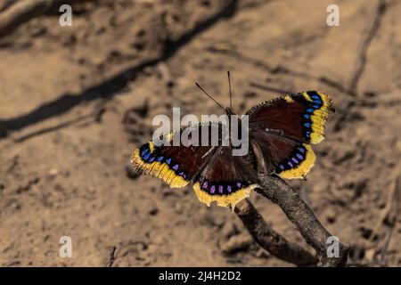 Trauermantel, Nymphalis antiopa, Schmetterling Anfang April aktiv, Clay Cliffs Nature Area in Big Rapids, Michigan, USA Stockfoto