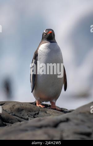 Gentoo-Pinguin, der auf einer Kamera mit Blick auf den Felsen thront Stockfoto