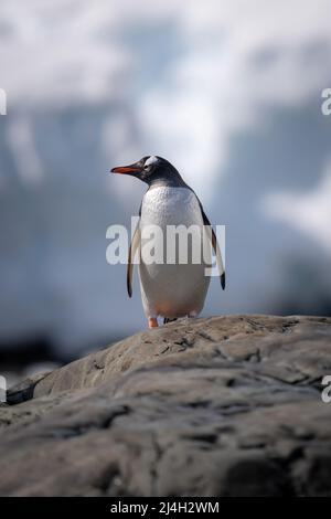 Gentoo Pinguin verbarscht sich auf dem Felsen und dreht sich um den Kopf Stockfoto