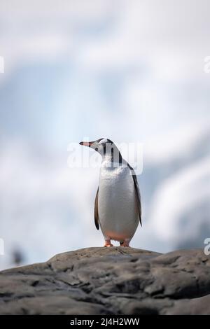 Der Pinguin von Gentoo steht auf einem Felsen und schaut nach links Stockfoto