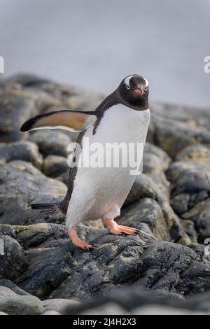 Gentoo Pinguin auf Felsen balanciert mit Flossen Stockfoto