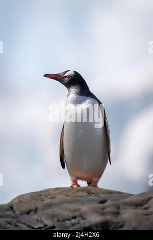 Gentoo Pinguin thront auf einem Felsen und schaut nach links Stockfoto