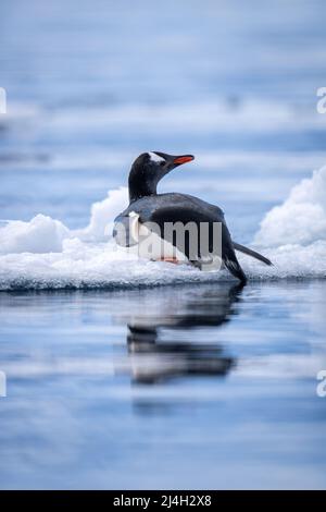 Gentoo Pinguin liegt auf Eis Drehkopf Stockfoto