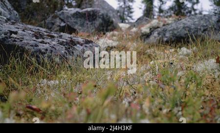 MOSKAU, RUSSLAND - 25. FEBRUAR 2022 : der Fluss fließt durch den Wald. CLIP. Bäume wachsen an beiden Ufern des Flusses. Herbstlandschaft mit einem Fluss Stockfoto