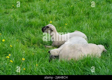 Drei Schafe auf dem Gras im Frühling, Schweiz Stockfoto