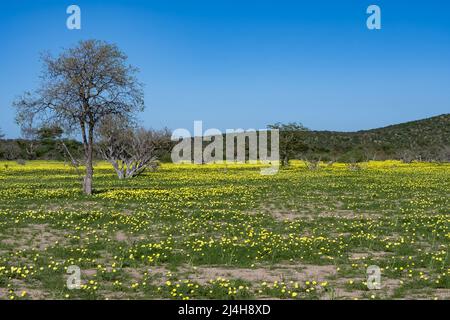 Namibia, Landschaft im Damaraland, gelbe Blumen im Frühling, mit Bergen im Hintergrund Stockfoto