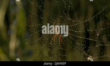 Ein Insekt, das auf einem Netz hängt. Kreativität. Eine Makroaufnahme eines langen Spinnennetzes mit einer großen Spinne, die im Gras daran hängt. Stockfoto