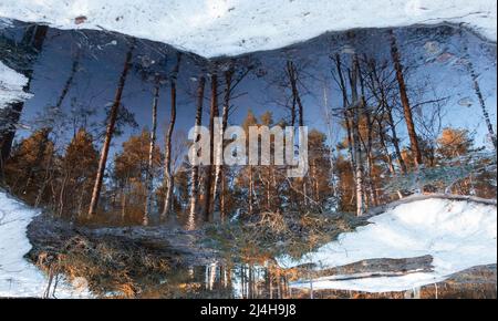 Wald spiegelt sich in den Wasserpfützen zwischen dem Schnee an einem sonnigen Tag, die Landschaft der Natur im frühen Frühjahr Stockfoto