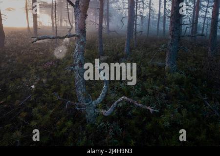 Spinnennetz vor dem Hintergrund von Nebel und Bäumen im Sumpf am frühen Morgen Stockfoto