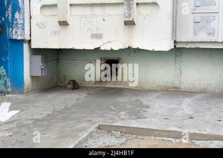 Altes rostetes Regenwasserrohr aus Metall am Fuß des Hauses. Stockfoto