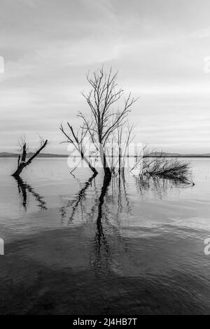 Perfekt symmetrische Bäume Reflexionen auf einem See Stockfoto