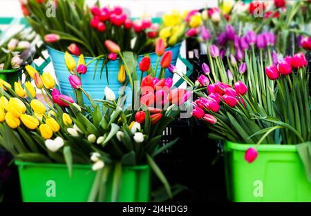 Verkauf von bunten Tulpen Bündchen in grünen Eimern auf der Straße. Sortiment von Frühlingsblumen im Blumengeschäft. Blumentöpfen mit Blumenzwiebeln. Blumengeschenk Stockfoto