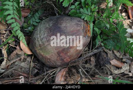 Eine braune Farbe reifen König Kokosnuss Frucht (Cocos nucifera) auf dem Grasboden Stockfoto