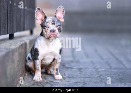 Junge blaue Merle tan französische Bulldogge Stockfoto