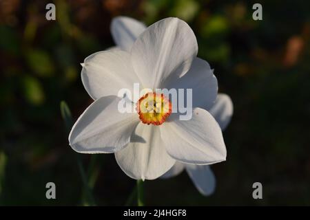 Nahaufnahme eines weißen Narzissen mit einem orangefarbenen und gelben Zentrum (Narcissus poeticus). Stockfoto