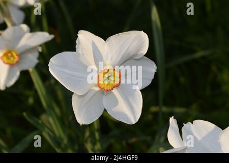 Nahaufnahme eines weißen Narzissen mit einem orangefarbenen und gelben Zentrum (Narcissus poeticus). Stockfoto