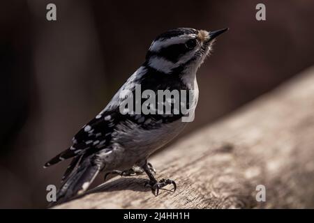 Ein flauschiger Specht, der auf einem Zaun thront. Picoides pubescens Stockfoto