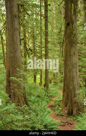 Ein Wanderweg schlängelt sich durch riesige Fichten im üppigen, alten Regenwald Stockfoto