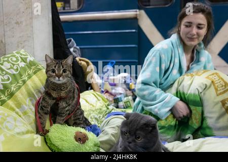 Charhiw, Ukraine. 14. April 2022. Zwei Katzen mit ihrem Besitzer an der U-Bahn-Station in Kharkiv gesehen. Die Bürger in Charkiw wurden gezwungen, sich in U-Bahnstationen ein neues Leben im Untergrund zu ereignen, da die zweitgrößte Stadt der Ukraine nun ständig von russischen Bombardierungen und Luftangriffen bedroht ist. (Bild: © Alex Chan Tsz Yuk/SOPA Images via ZUMA Press Wire) Stockfoto